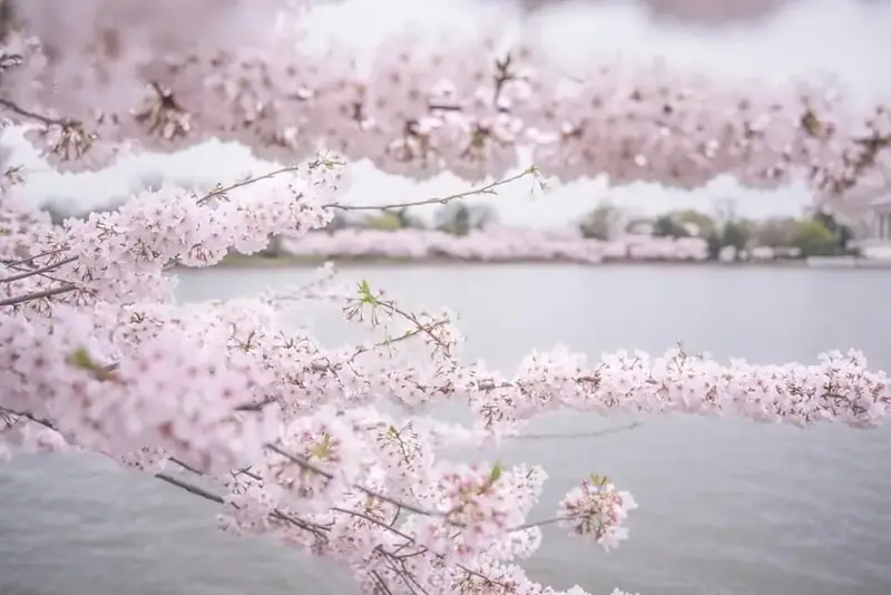 Pink flowering branches over calm water
